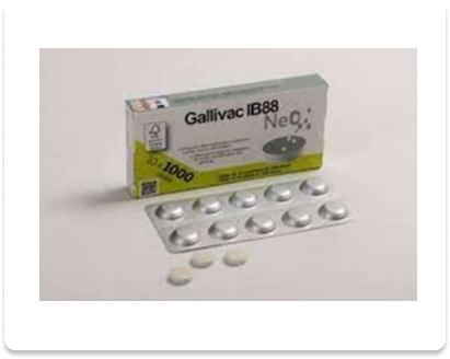 Gallivac IB88 Neo